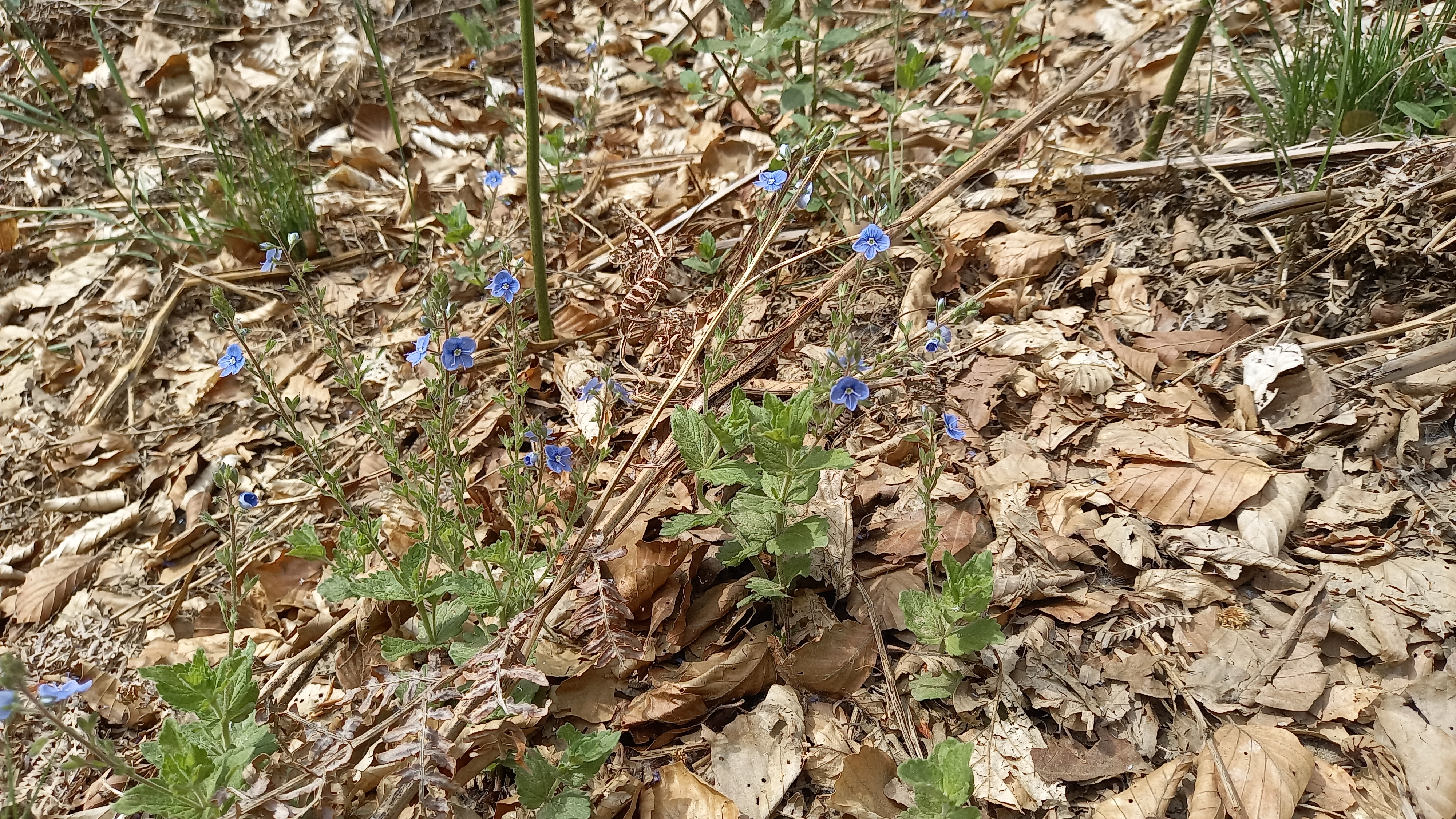 Veronica chamaedrys L. subsp. chamaedrys – Osogovo nature