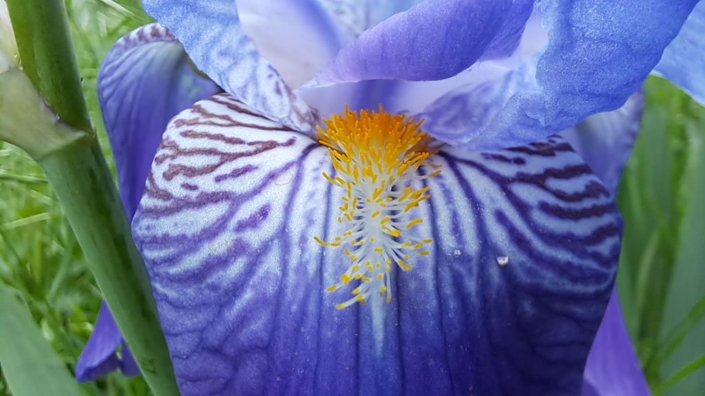Close-up of a purple Iris flower showing intricate details of the petals and contrasting orange stamens.