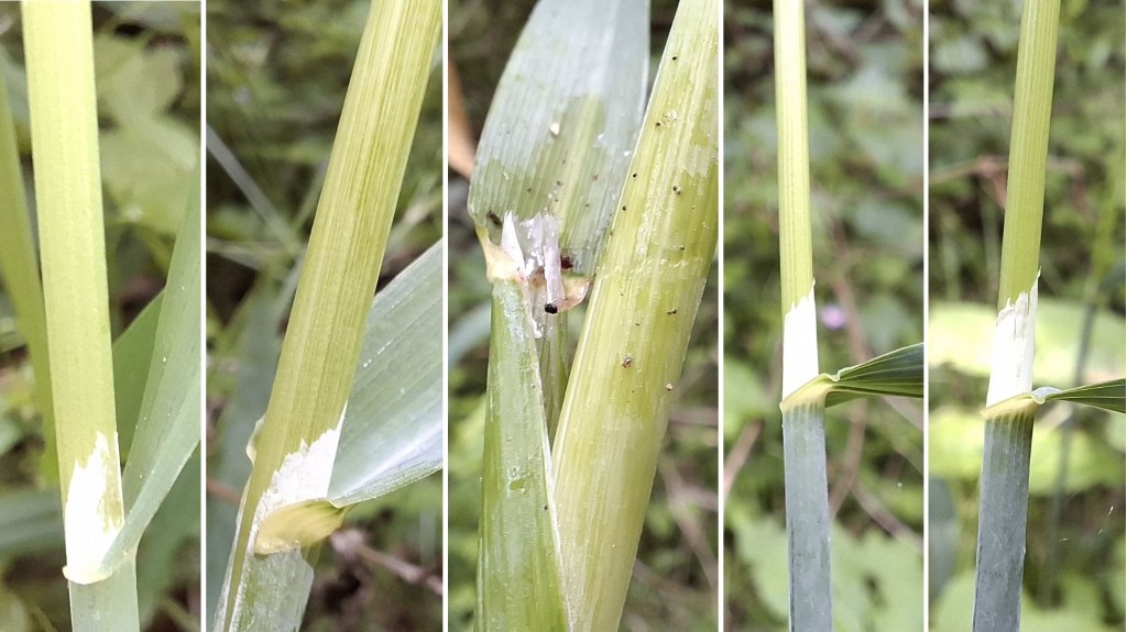 Close-up images of the stems of _Milium effusum_, showing details of the plant's structure and characteristics.