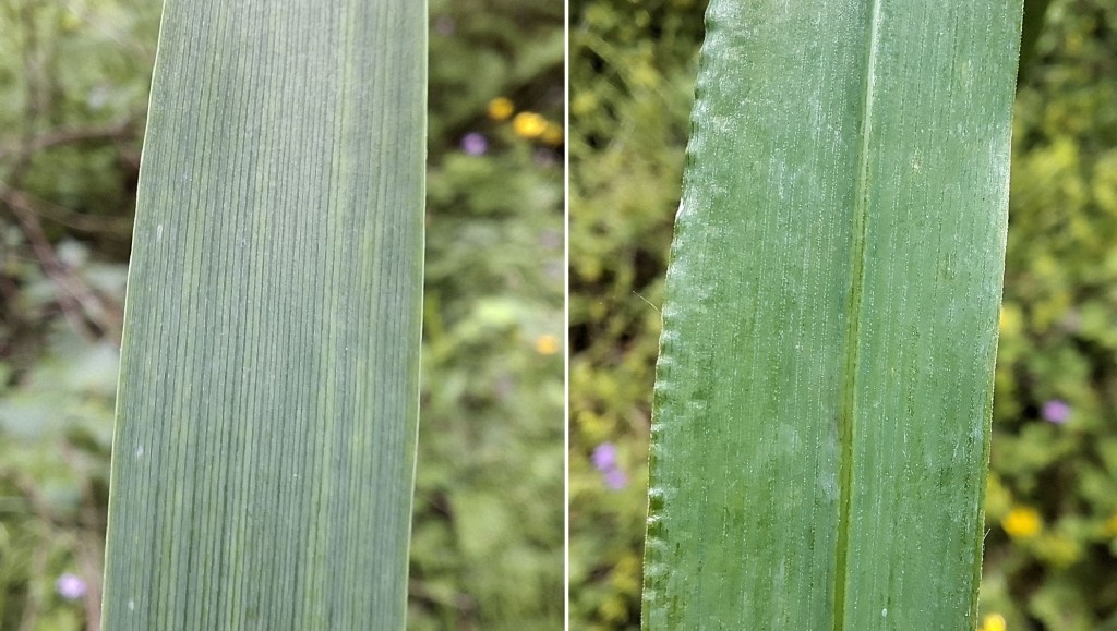 Close-up comparison of the leaves of Milium effusum, showing different textures and structures. The left leaf is smooth, while the right leaf features a ribbed surface.