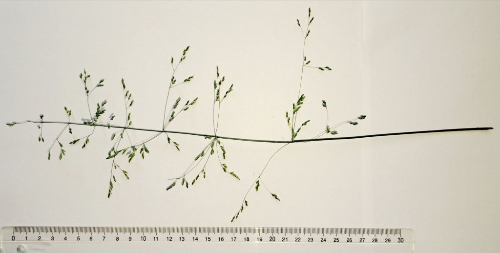 A long, slender stem of the _Milium effusum_ plant with small greenish seed heads, displayed horizontally next to a ruler for scale.