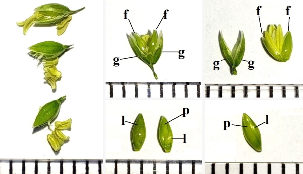 Various stages of the flowers and spikelets of _Milium effusum_, labeled with parts indicated (f, g, l, p).