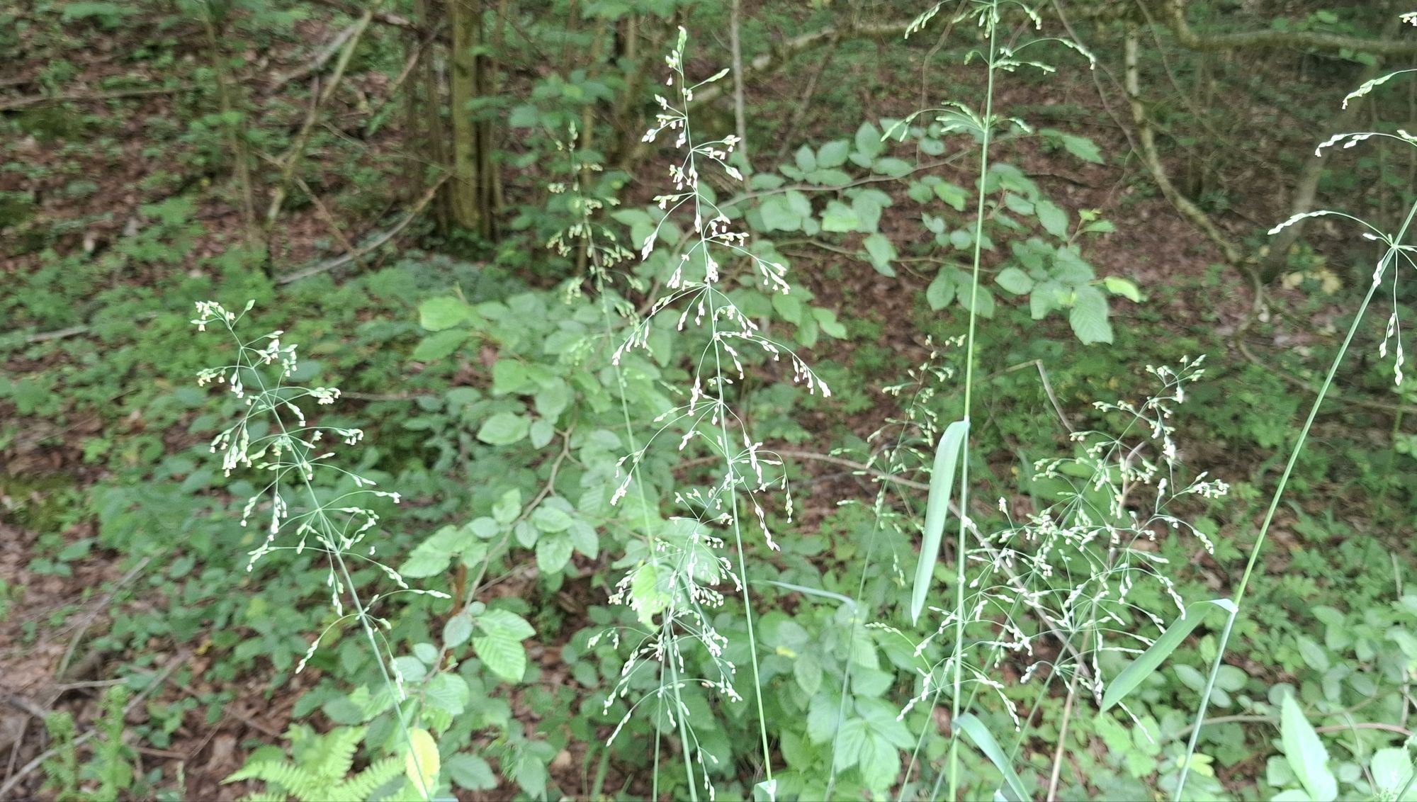 Cluster of flowering grass (_Milium effusum_) in a shaded forest habitat with green foliage in the background.