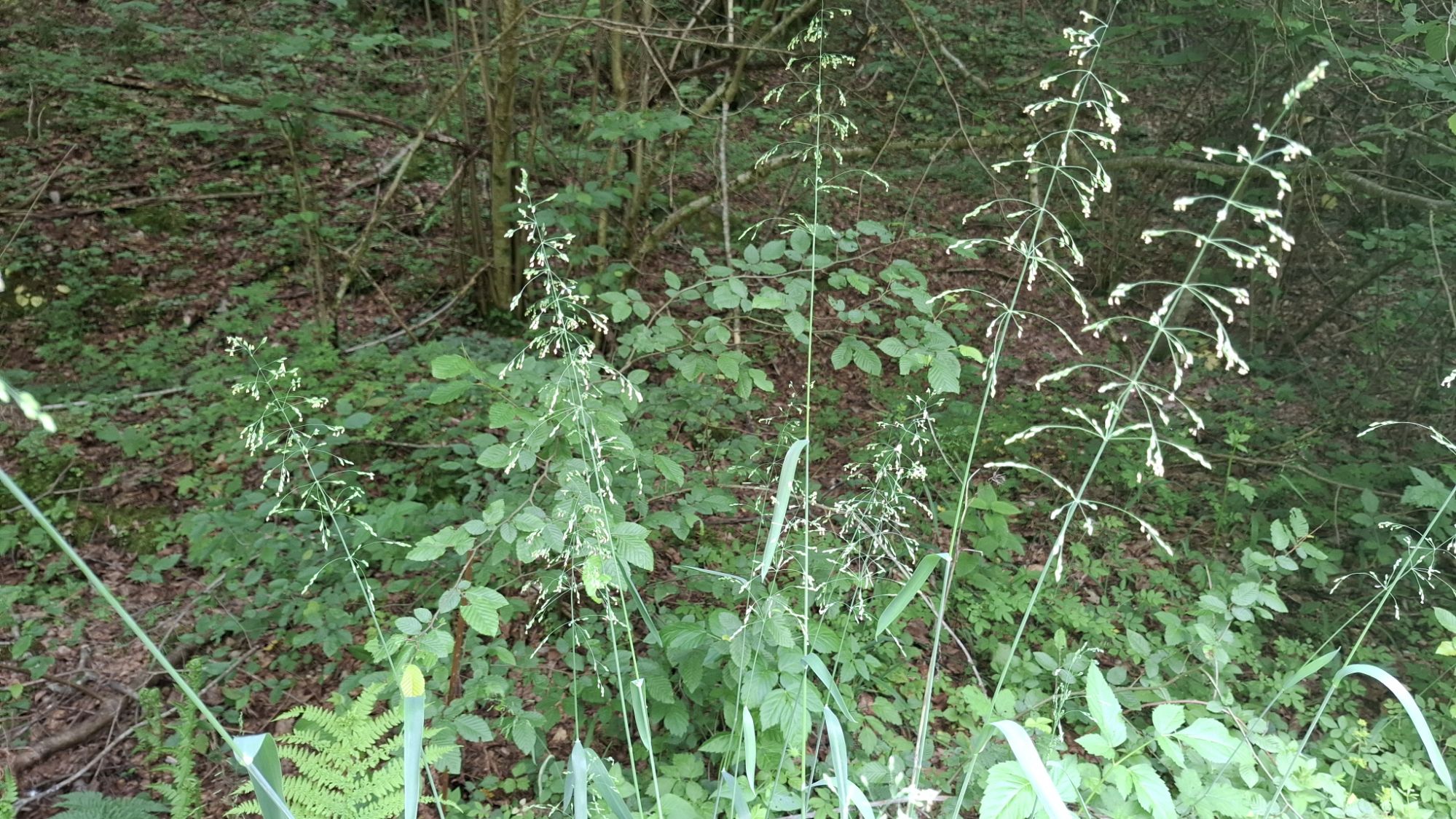 A cluster of _Milium effusum_ plants with tall stalks and small light-colored flowers in a lush green forest environment.