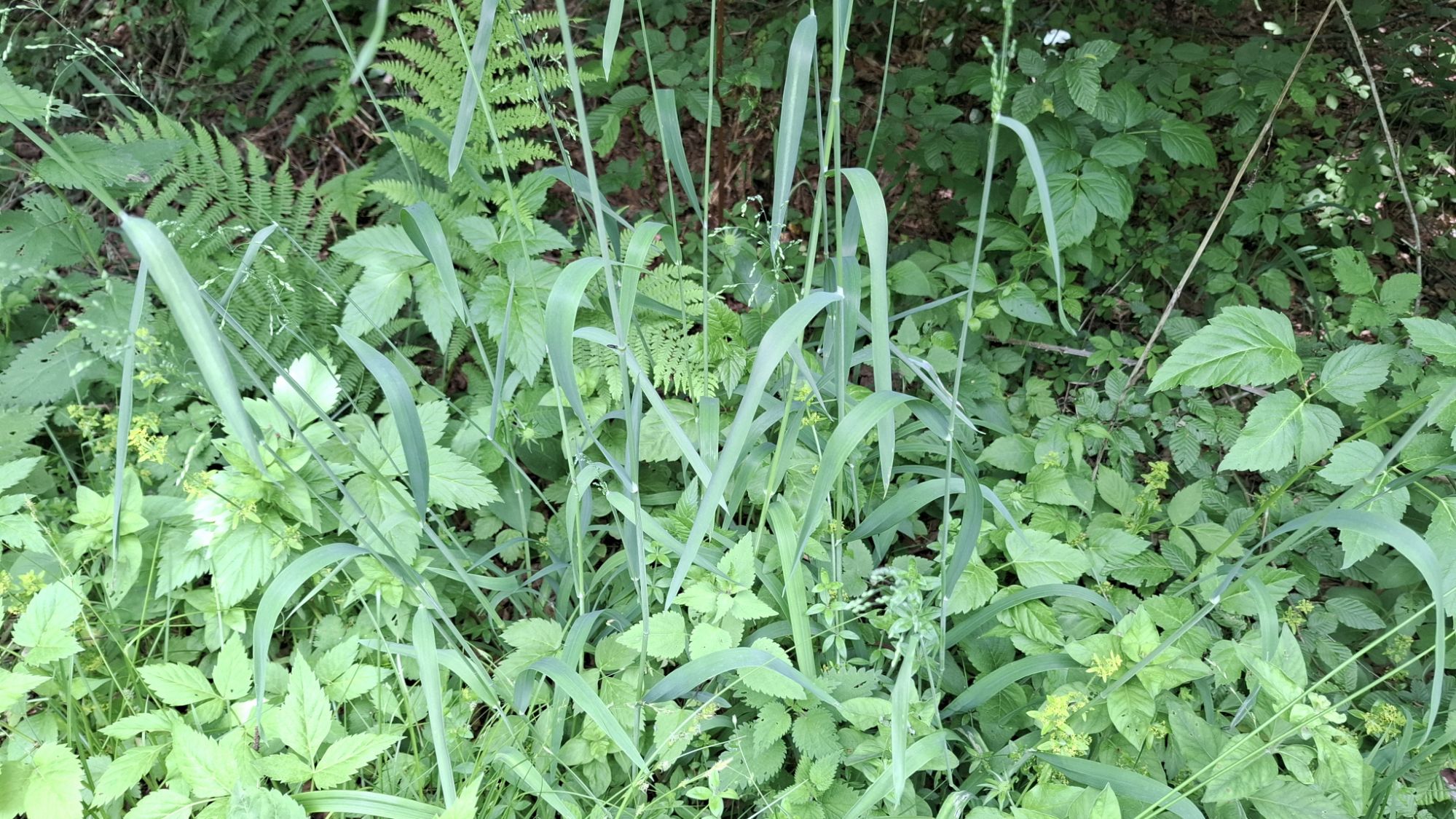 A dense patch of green plants, primarily consisting of tall, slender grasses, surrounded by various leafy undergrowth in a shaded woodland area.