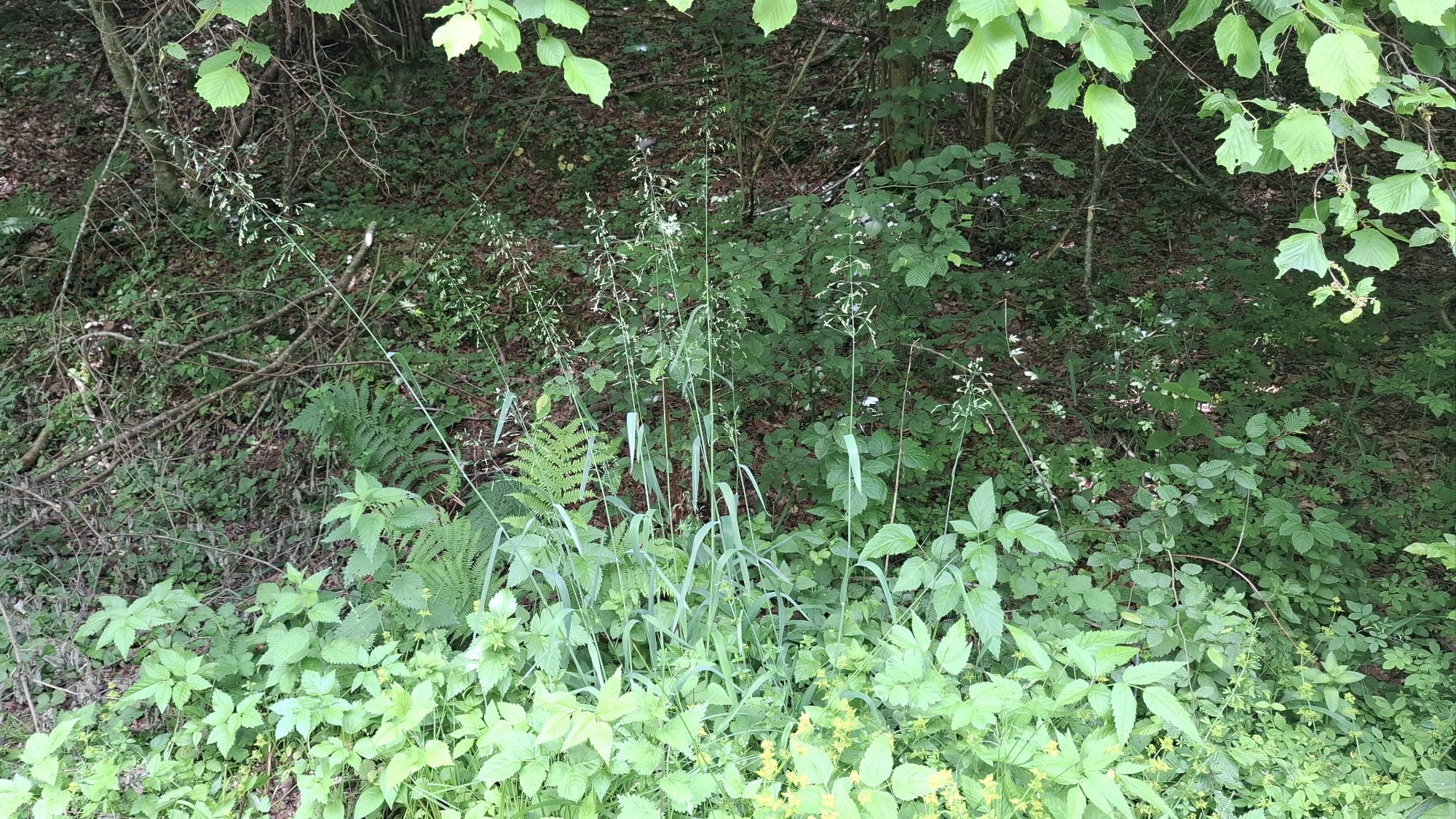 A dense patch of green vegetation, featuring tall, slender grass-like plants with delicate flowers, surrounded by various leafy plants in a shaded, moist forest area.