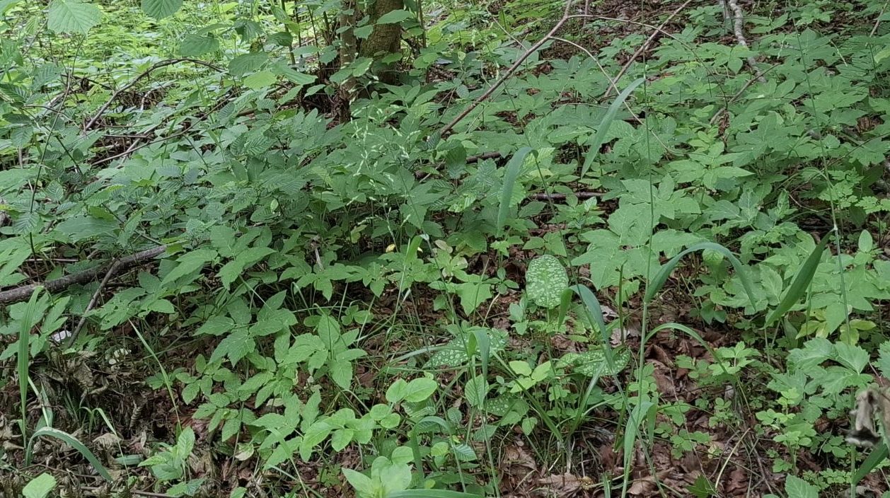 Dense undergrowth of green leafy plants in a shaded forest area, featuring varying textures and shades of green, indicative of a moist habitat.