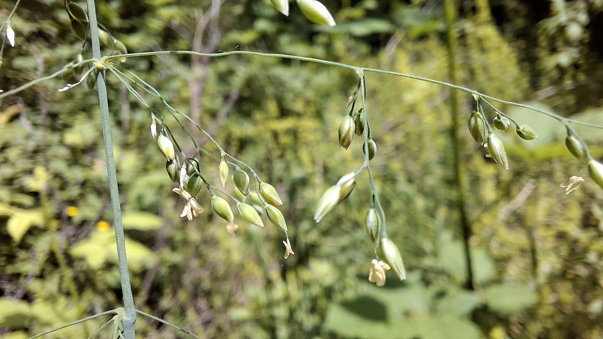 Close-up view of _Milium effusum_ flowers, showcasing green seed heads and delicate yellowish flowers against a blurred green background.