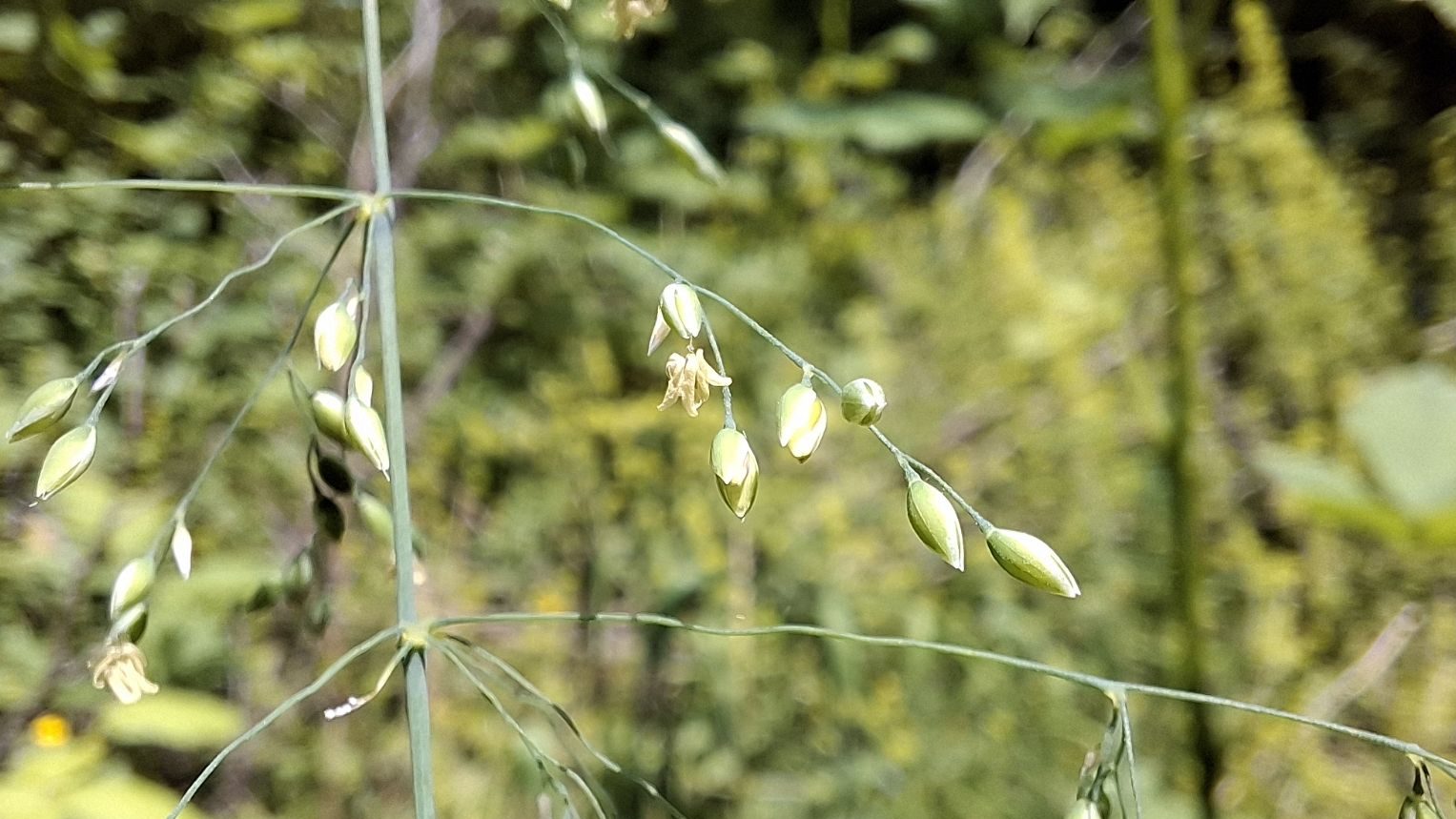 Close-up of flowering Milium effusum, showing slender green blossoms and foliage in a natural setting.