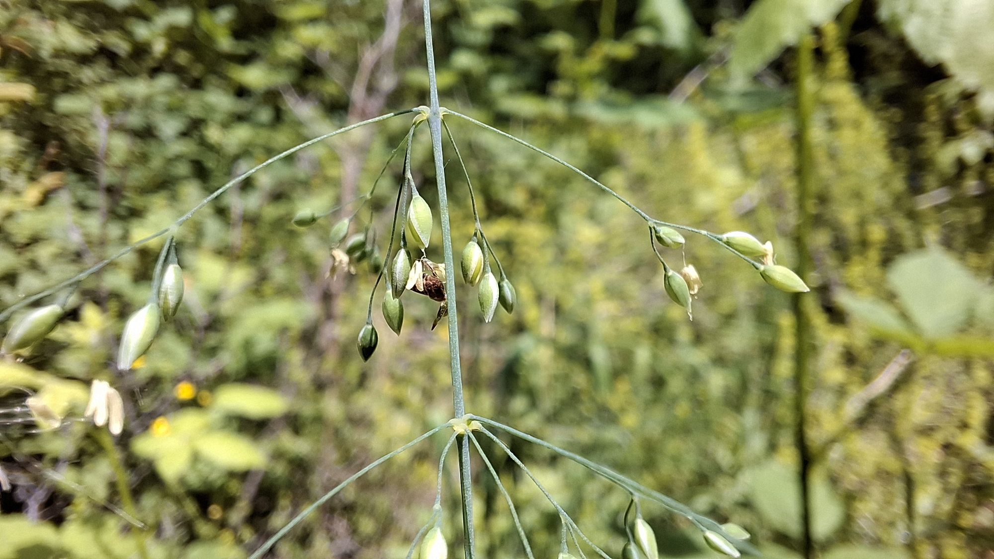 Close-up of a flowering stem of _Milium effusum_, featuring elongated green seed heads, set against a blurred backdrop of lush vegetation.