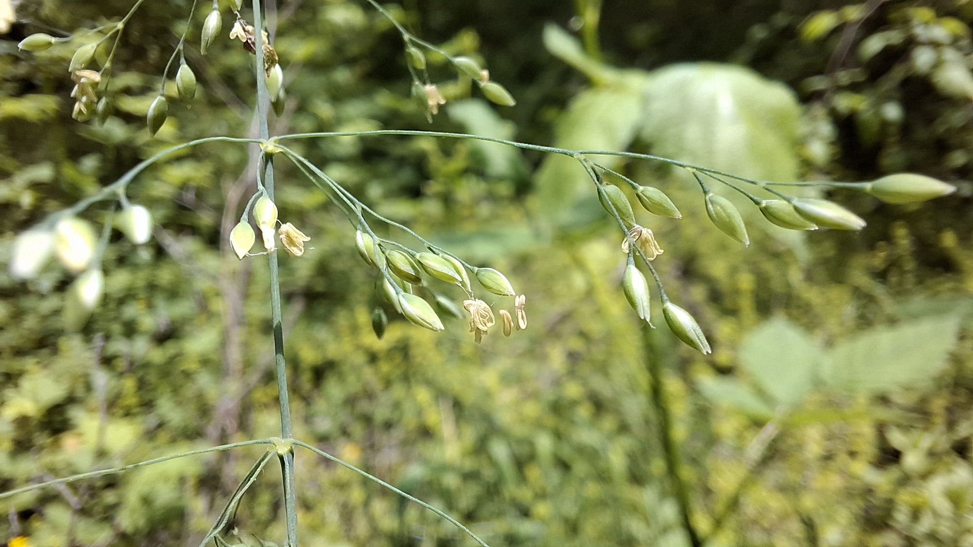 Close-up of flowering stems of _Milium effusum_ with small green seed heads and delicate yellow flowers, set against a blurred natural background.
