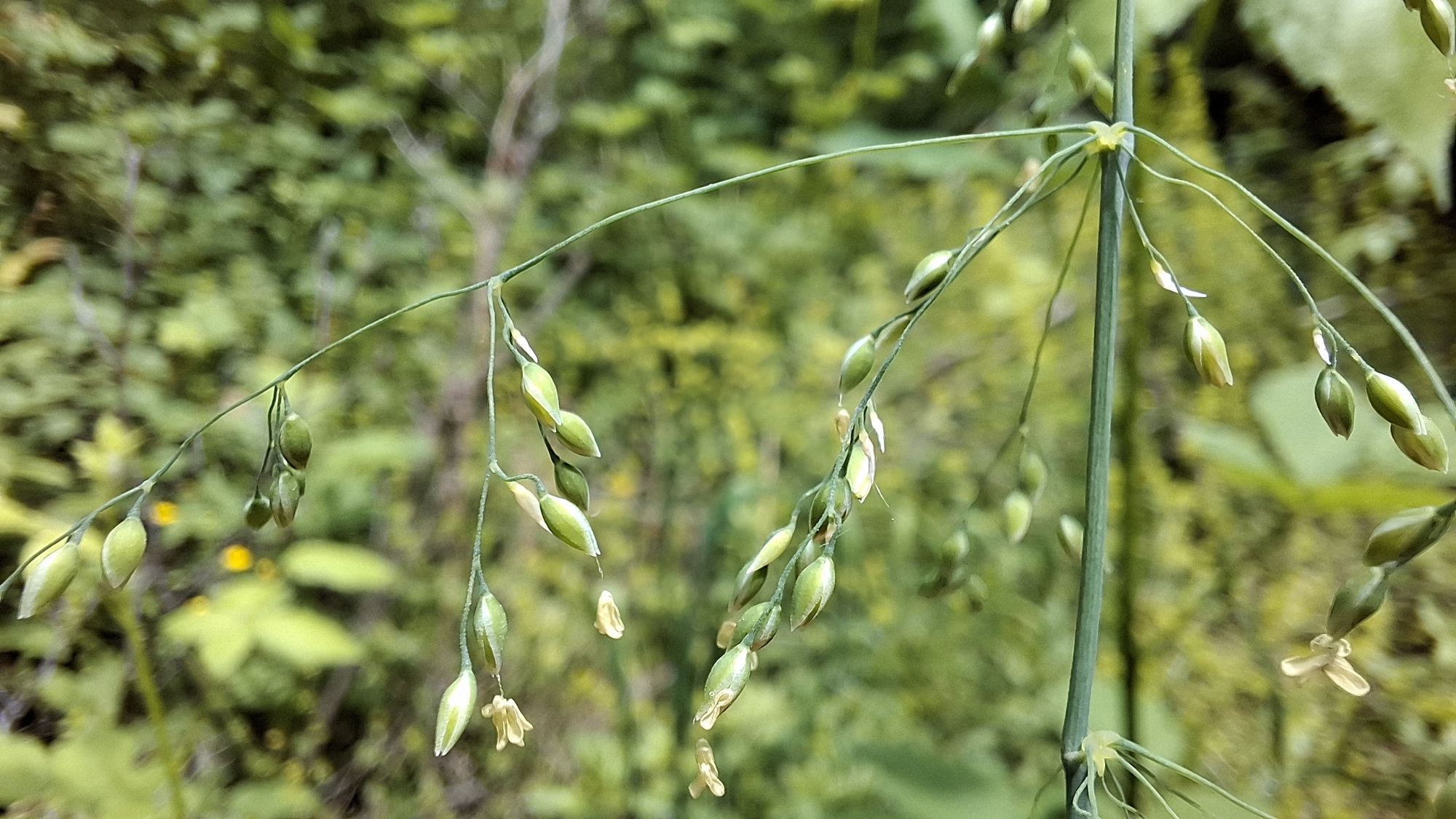 Close-up of the flowering parts of the perennial grass species Milium effusum, showcasing green seed heads and yellowish flowers against a blurred green forest background.