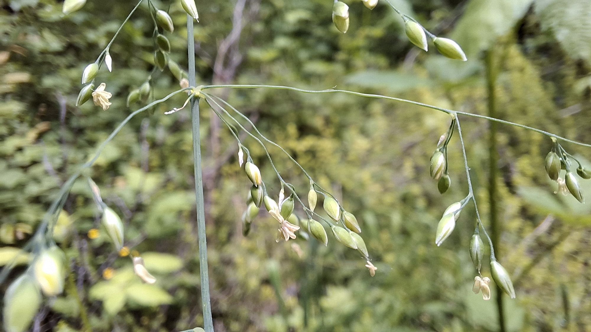 Close-up of flowering stems of _Milium effusum_, showcasing green seed heads and yellowish flowers, surrounded by a natural forest background.