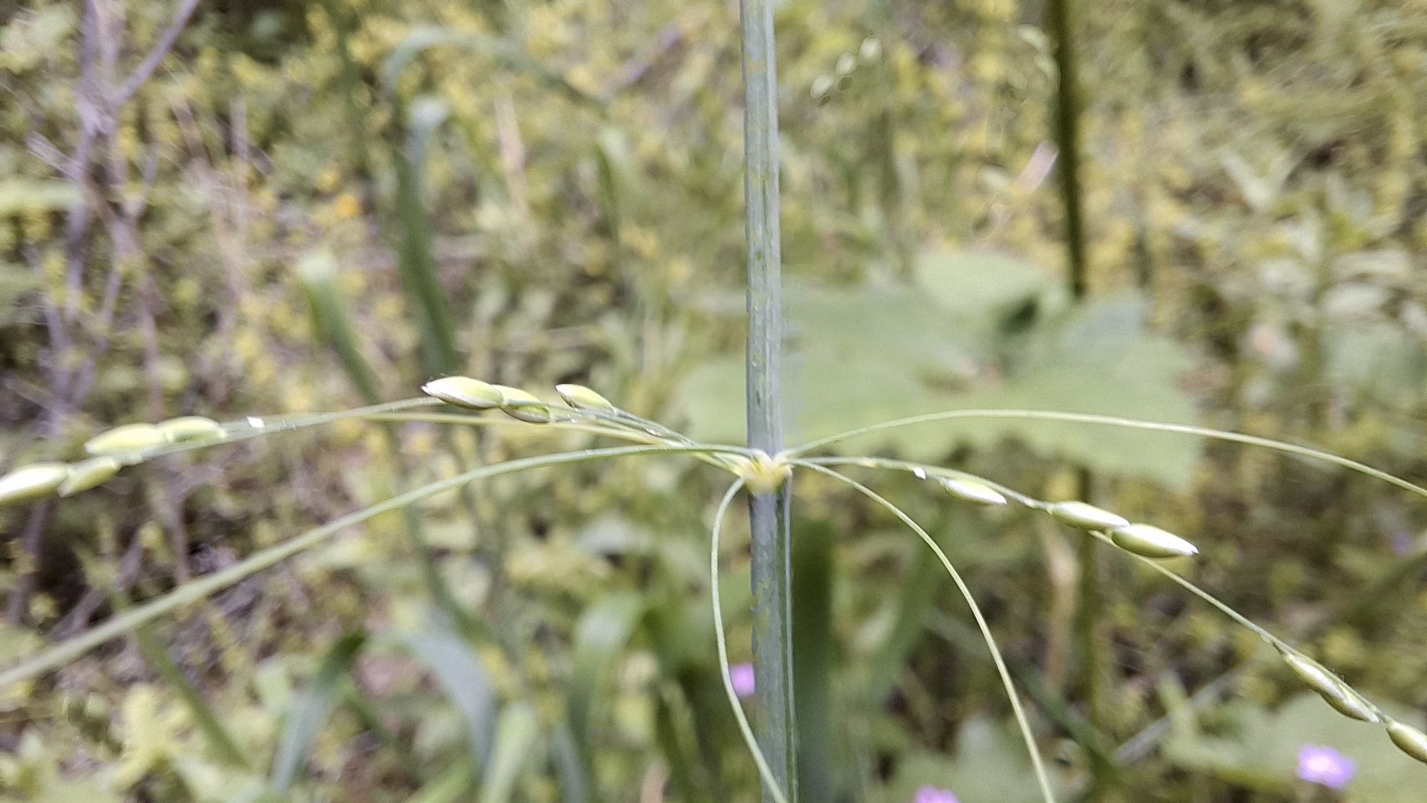 Close-up of the flowering spikes of _Milium effusum_, displaying elongated inflorescences with green buds against a blurred natural background.
