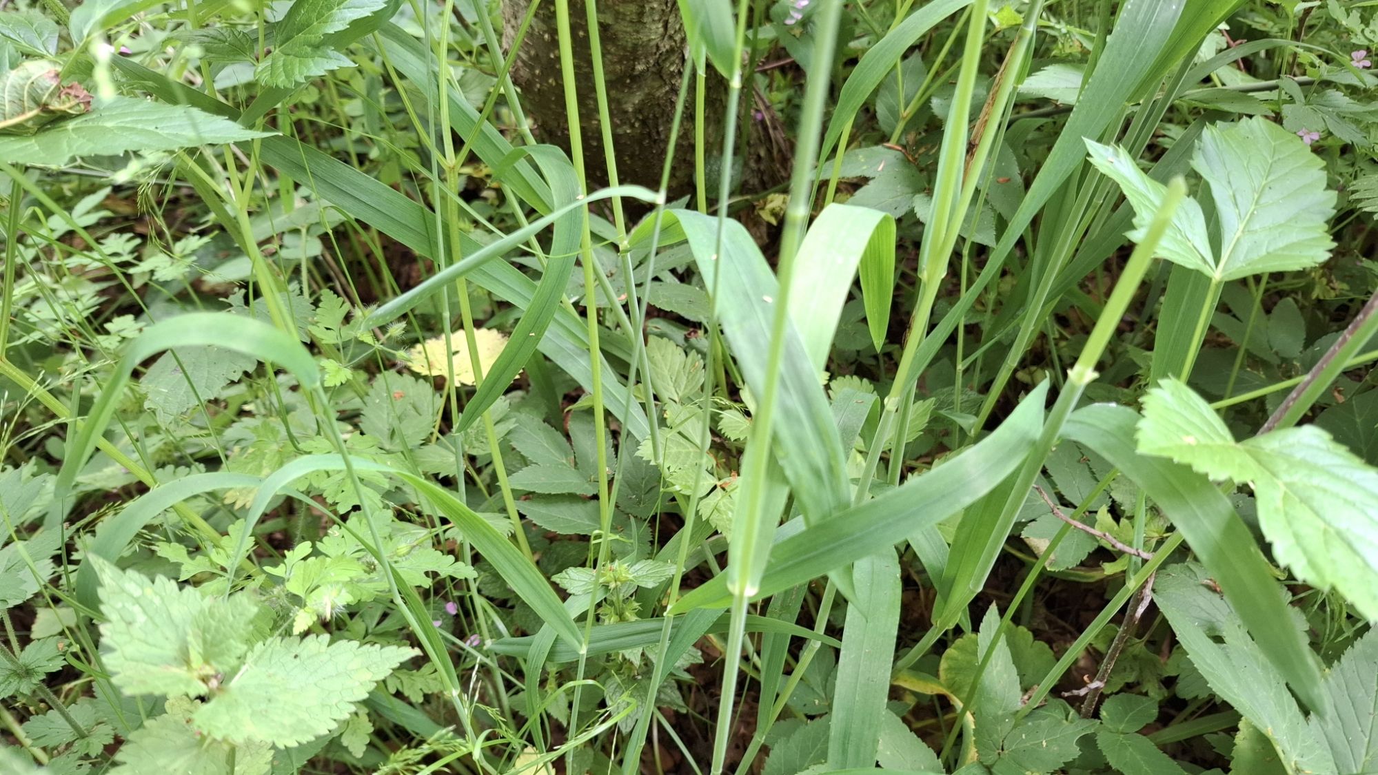 Close-up of green grass and foliage, including stems and leaves of various plants, predominantly in a shaded area.