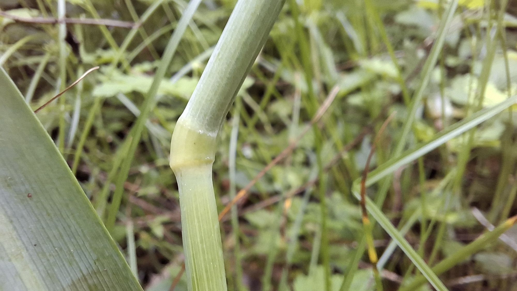 Close-up view of the stem of a perennial grass, _Milium effusum_, showing its texture and coloration against a blurred background of green foliage.