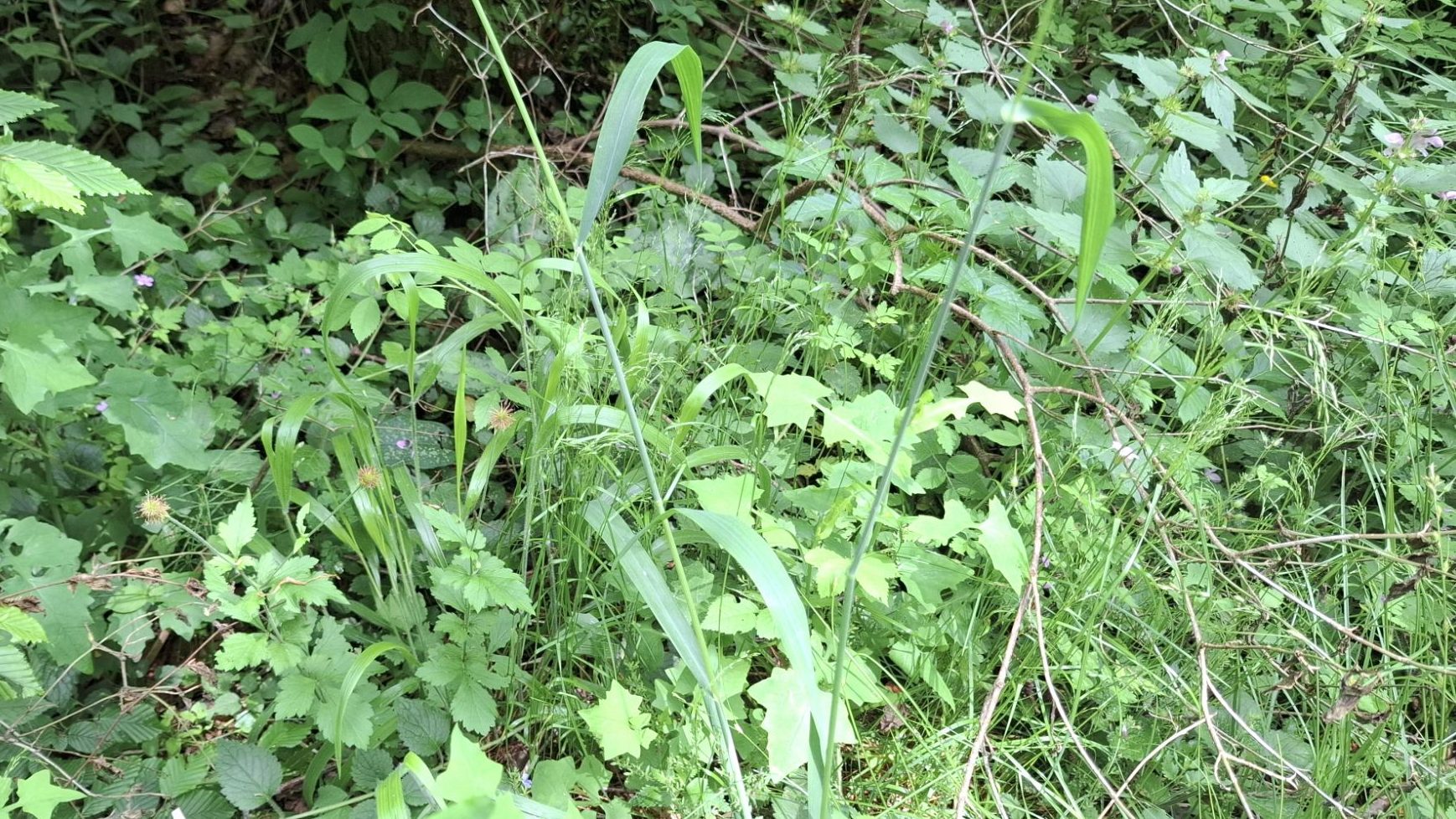 A cluster of green grasses and plants in a shaded, moist forest setting, with some flowering elements visible.