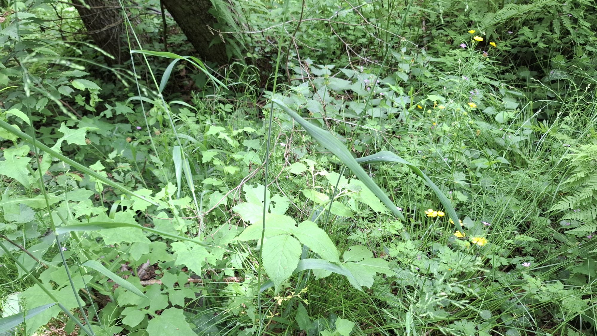 A dense patch of green foliage featuring various plants including grass, leaves, and small wildflowers in a shaded area of a forest.