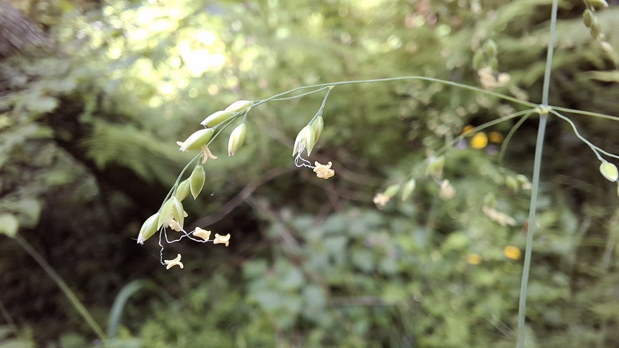 Close-up of flowering spike of _Milium effusum_ with small green and yellow flowers against a blurred natural background.