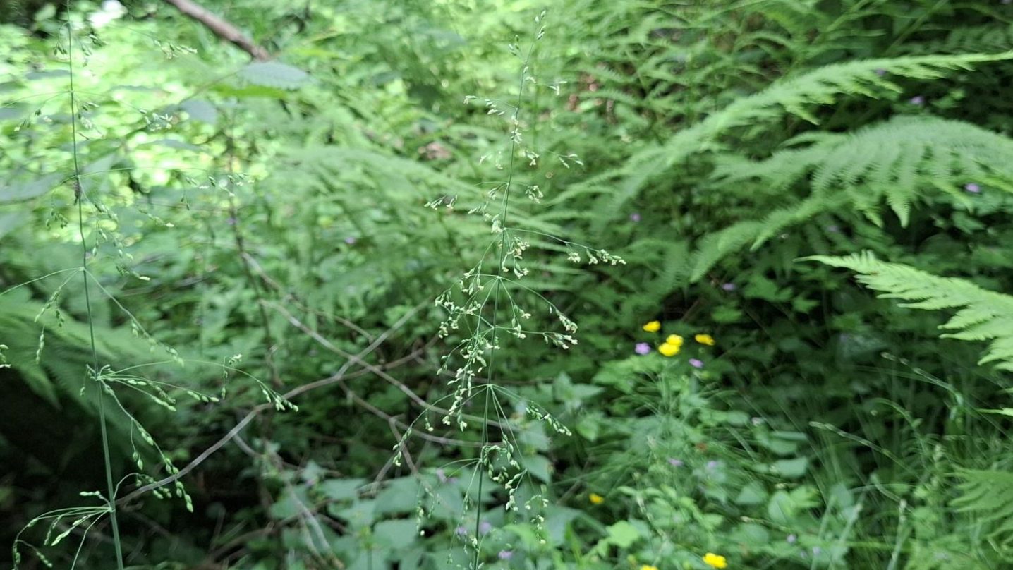 A close-up view of the flowering plant _Milium effusum_, surrounded by lush green foliage and ferns in a shaded woodland habitat.
