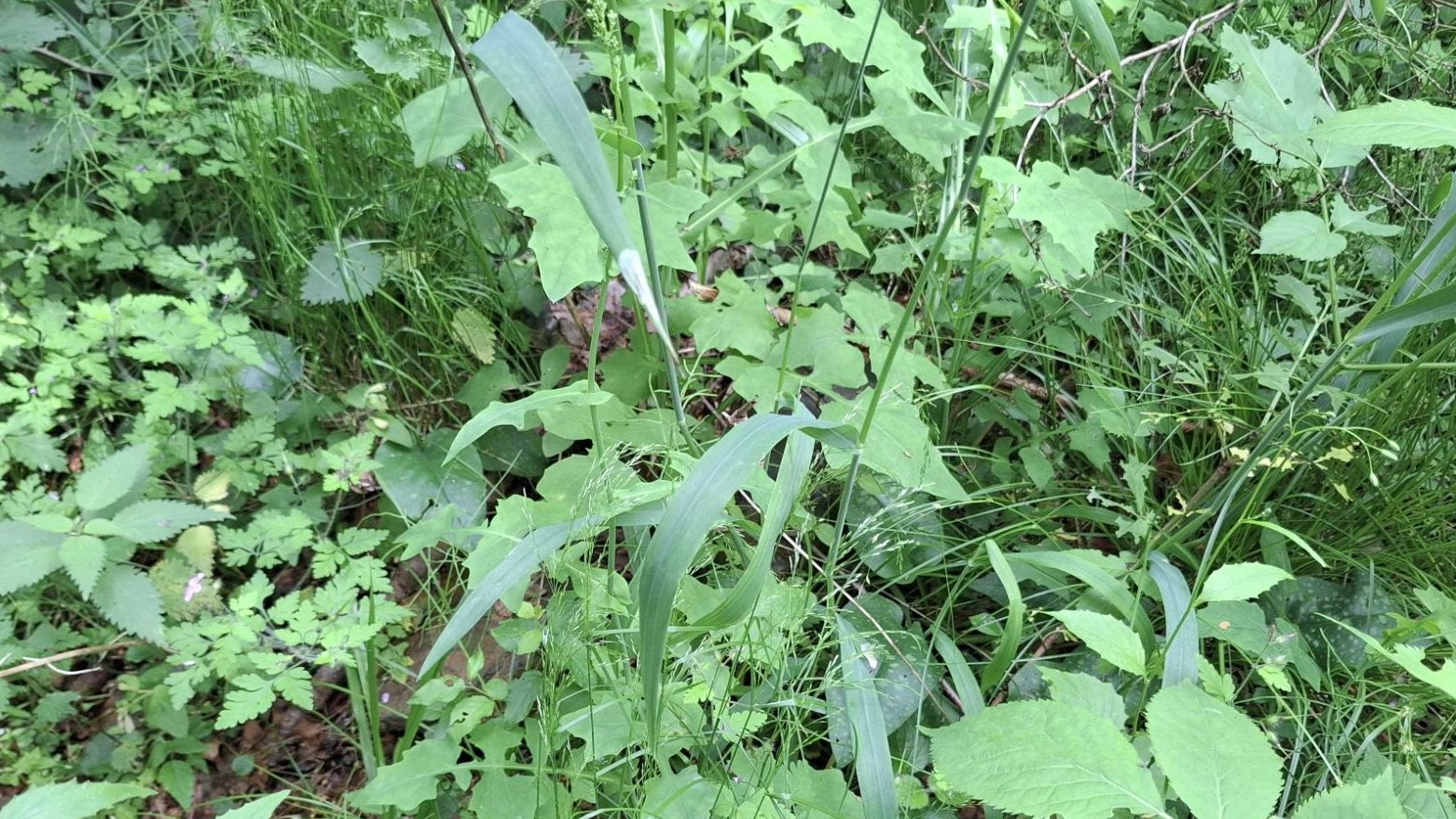 Dense green vegetation featuring various herbaceous plants, including Milium effusum, in a shaded, moist area.