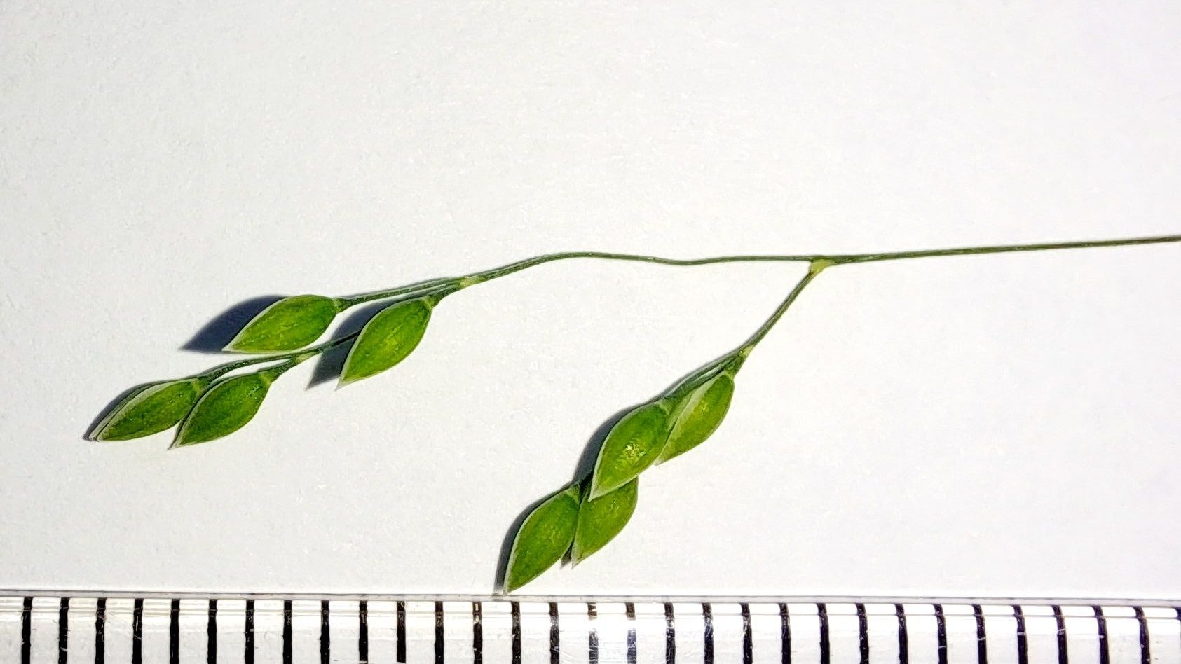Close-up of a green stem with leaf blades of _Milium effusum_ on a white background, alongside a ruler for scale.